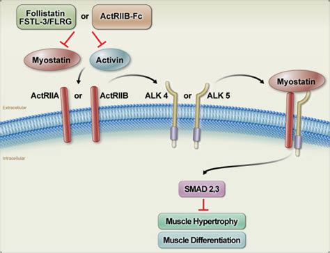 mstn flirt|Myostatin regulates fatty acid desaturation and fat deposition。